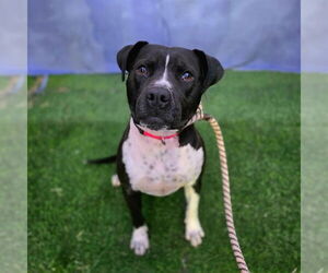 Mutt Dogs for adoption in Long Beach, CA, USA