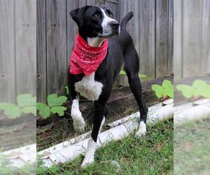 Lab-Pointer Dogs for adoption in Wetumpka, AL, USA