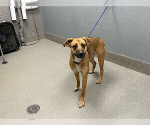 Labrador Retriever-Unknown Mix Dogs for adoption in Las Vegas, NV, USA