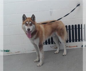 Siberian Husky Dogs for adoption in San Bernardino, CA, USA