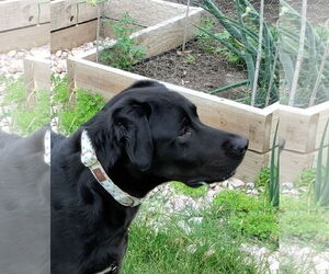 Labrador Retriever-Unknown Mix Dogs for adoption in Wheaton, IL, USA