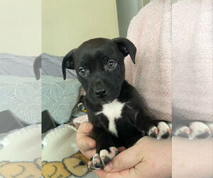 Mutt Dogs for adoption in New Orleans, LA, USA