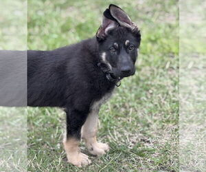 Mutt Dogs for adoption in Brooklyn Center, MN, USA