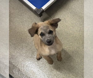 Mutt Dogs for adoption in Sterling, MA, USA