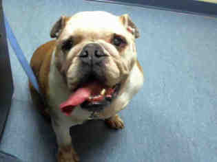 Bulldog Dogs for adoption in Pittsburgh, PA, USA