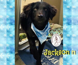Mutt Dogs for adoption in Red Lodge, MT, USA