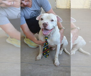American Pit Bull Terrier-Unknown Mix Dogs for adoption in McKinney, TX, USA