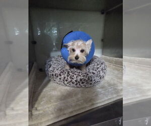 Mutt Dogs for adoption in Spring, TX, USA