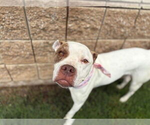 American Pit Bull Terrier Dogs for adoption in Tulsa, OK, USA