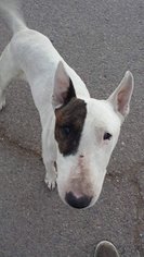 Bull Terrier Dogs for adoption in Phoenix , AZ, USA