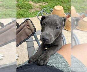 American Staffordshire Terrier-Unknown Mix Dogs for adoption in San Antonio, TX, USA