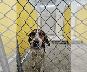 Bluetick Coonhound-Unknown Mix Dogs for adoption in Temple, TX, USA