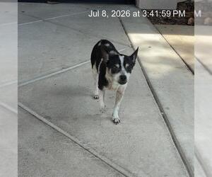Chihuahua Dogs for adoption in Ocala, FL, USA