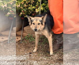 Mutt Dogs for adoption in Columbus, IN, USA