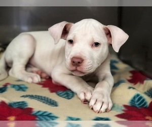 Bullboxer Pit Dogs for adoption in Akron, OH, USA