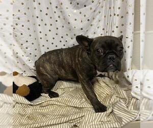 French Bulldog-Unknown Mix Dogs for adoption in Modesto, CA, USA
