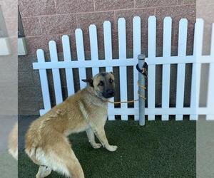 German Shepherd Dog-Siberian Husky Mix Dogs for adoption in Modesto, CA, USA