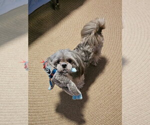 Shih Tzu Dogs for adoption in Andover, MN, USA