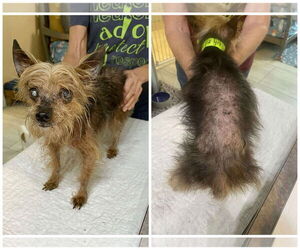 Mutt Dogs for adoption in Benton, LA, USA