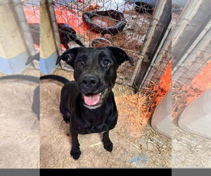 Labrador Retriever-Unknown Mix Dogs for adoption in Tracy City, TN, USA
