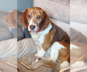 Beagle Dogs for adoption in Dunnellon, FL, USA