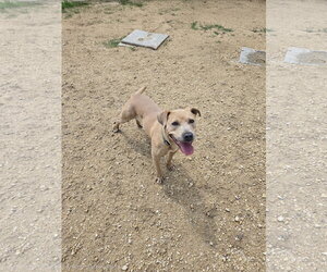 Labrador Retriever-Unknown Mix Dogs for adoption in Maquoketa, IA, USA