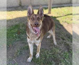 German Shepherd Dog-Unknown Mix Dogs for adoption in Modesto, CA, USA