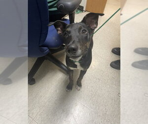 Doberman Pinscher-Unknown Mix Dogs for adoption in Plano, TX, USA