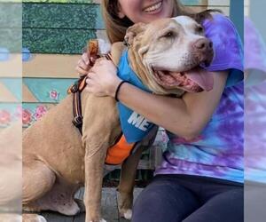 American Pit Bull Terrier Dogs for adoption in Pacific Grove, CA, USA