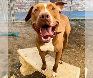 American Pit Bull Terrier-Unknown Mix Dogs for adoption in Irving, TX, USA