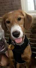 Irish Setter Dogs for adoption in Eastman, GA, USA