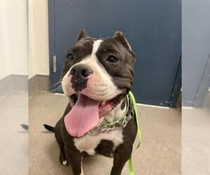 American Pit Bull Terrier Dogs for adoption in HESPERIA, CA, USA