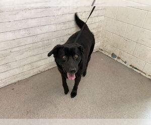 Labrador Retriever-Unknown Mix Dogs for adoption in San Bernardino, CA, USA