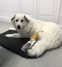 Great Pyrenees Dogs for adoption in Dumfries, VA, USA