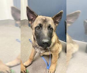 Mutt Dogs for adoption in HESPERIA, CA, USA