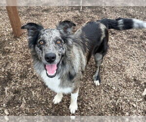 Medium Photo #1 Australian Shepherd-Unknown Mix Puppy For Sale in Santa Cruz, CA, USA