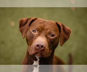 Boxador Dogs for adoption in Orlando, FL, USA