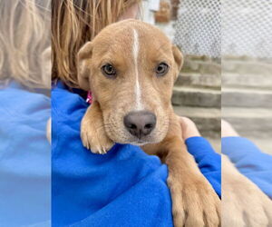 Labrador Retriever-Unknown Mix Dogs for adoption in Brewster, NY, USA