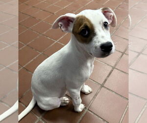 Jack Russell Terrier-Unknown Mix Dogs for adoption in Jefferson, NJ, USA
