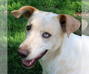 Small Australian Shepherd Mix