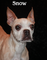 Boston Terrier Dogs for adoption in Phelan, CA, USA