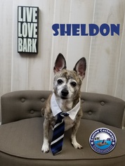 Boston Huahua Dogs for adoption in Arcadia, FL, USA