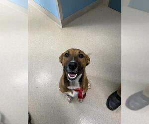 Black Mouth Cur-Unknown Mix Dogs for adoption in Newton, NC, USA