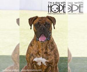 Boxer Dogs for adoption in Alton, IL, USA