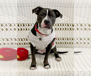American Staffordshire Terrier-Unknown Mix Dogs for adoption in Rockaway, NJ, USA
