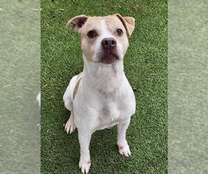 Boxer-Unknown Mix Dogs for adoption in Newton, NC, USA