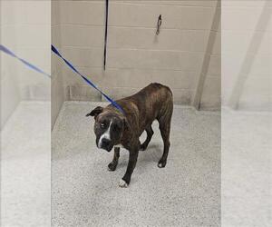 Labrador Retriever-Unknown Mix Dogs for adoption in Conroe, TX, USA