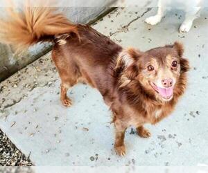 Dachshund Dogs for adoption in Rancho Cucamonga, CA, USA
