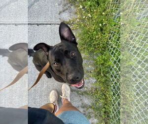 Shepradors Dogs for adoption in Miami, FL, USA