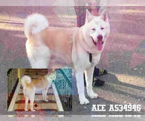 Medium Photo #1 Akita Puppy For Sale in San Antonio, TX, USA